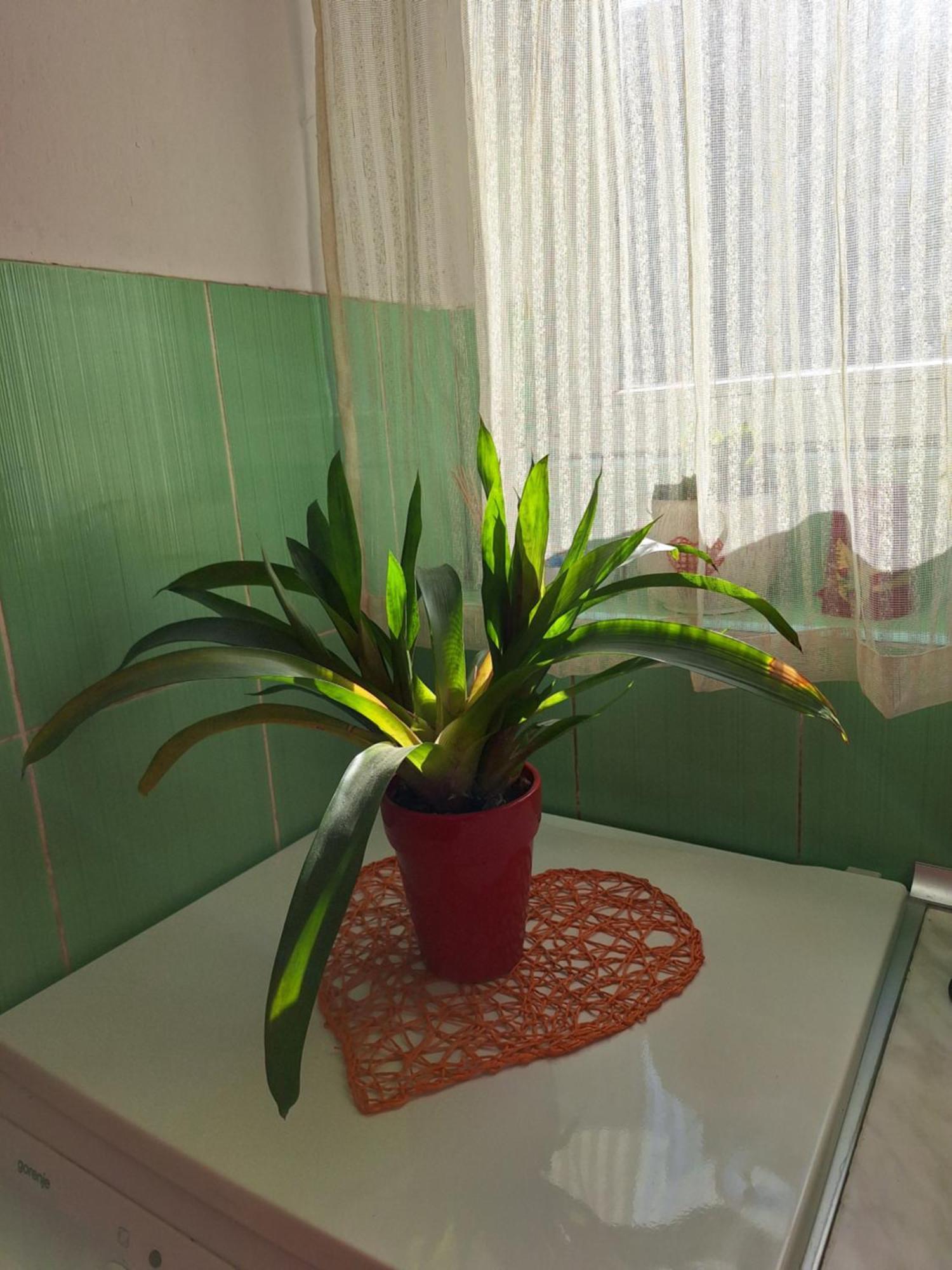 Apartman Maja Apartment Belgrade Luaran gambar